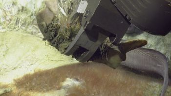 Media type: image;   Invertebrate Zoology 153118 Description: live specimen;